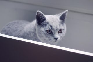 IMG_0125.JPG_effected